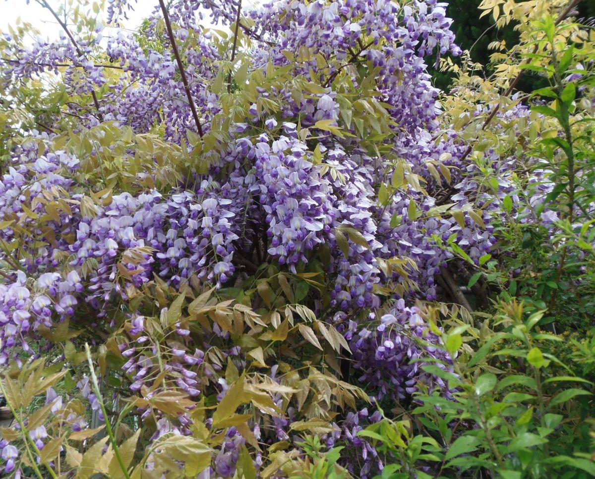 今日の花だより-牡丹と藤