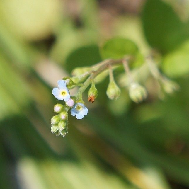 ちいさな小さな花　青花