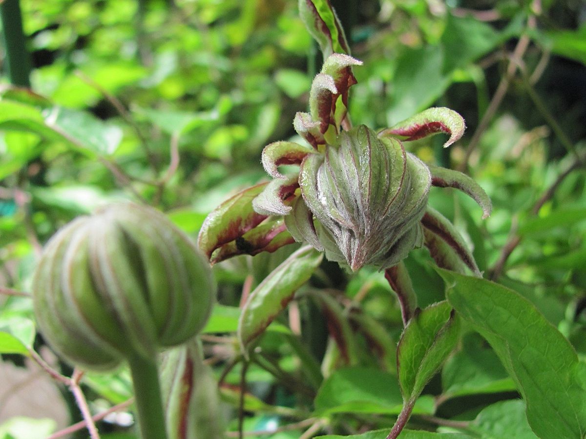 クレマチス　開花はじめ