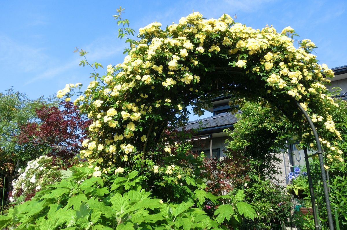 一つのお花は小さいけれど・・・