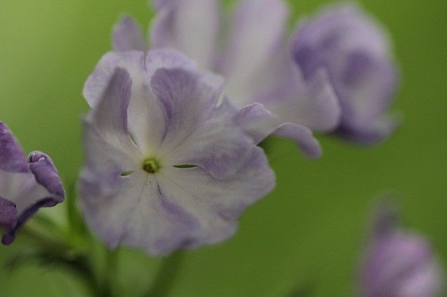 園芸三昧４日目