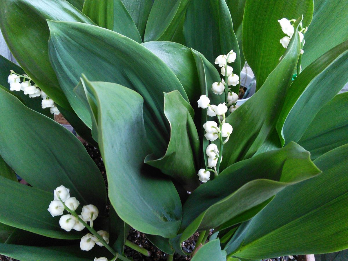 🐦Bonne Fete du Muguet🐦