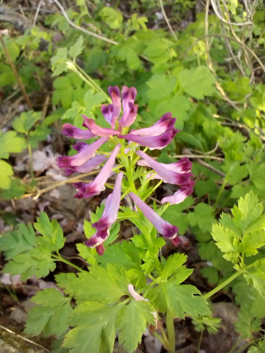 菜の花畑*桜*？