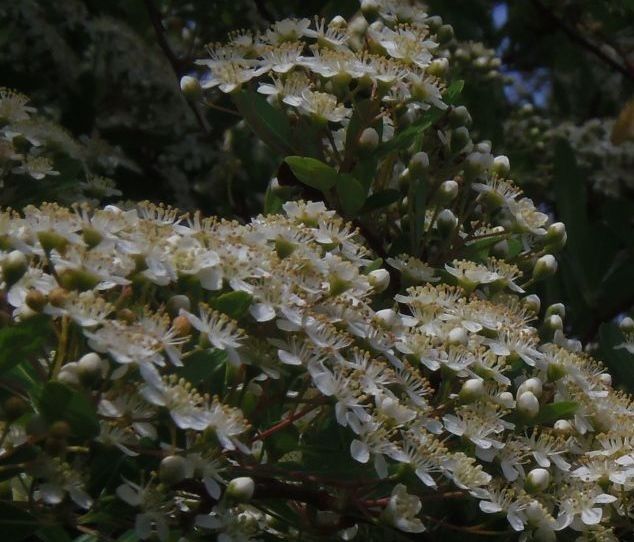 ピラカンサの開花