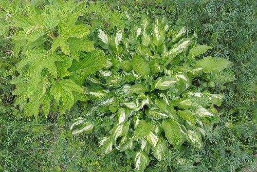 5月16日（金）トミーの園芸教室　第３回