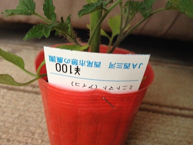 トマトの苗2種