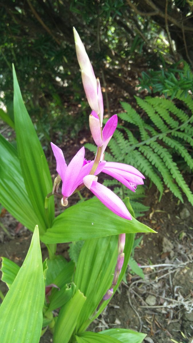 地植えシリーズ