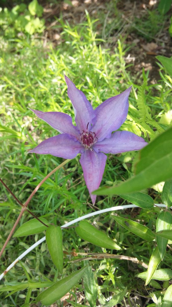 地植えシリーズ