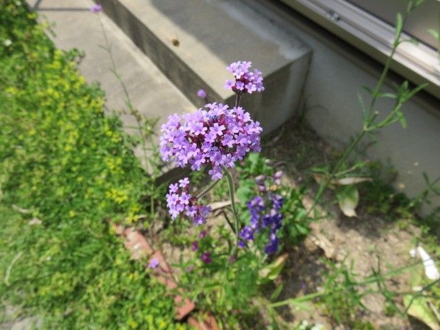 こぼれだねっ子の千鳥草