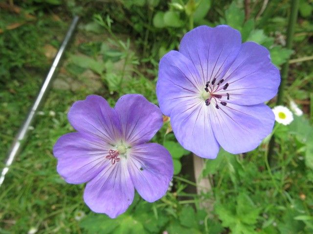 こぼれだねっ子の千鳥草