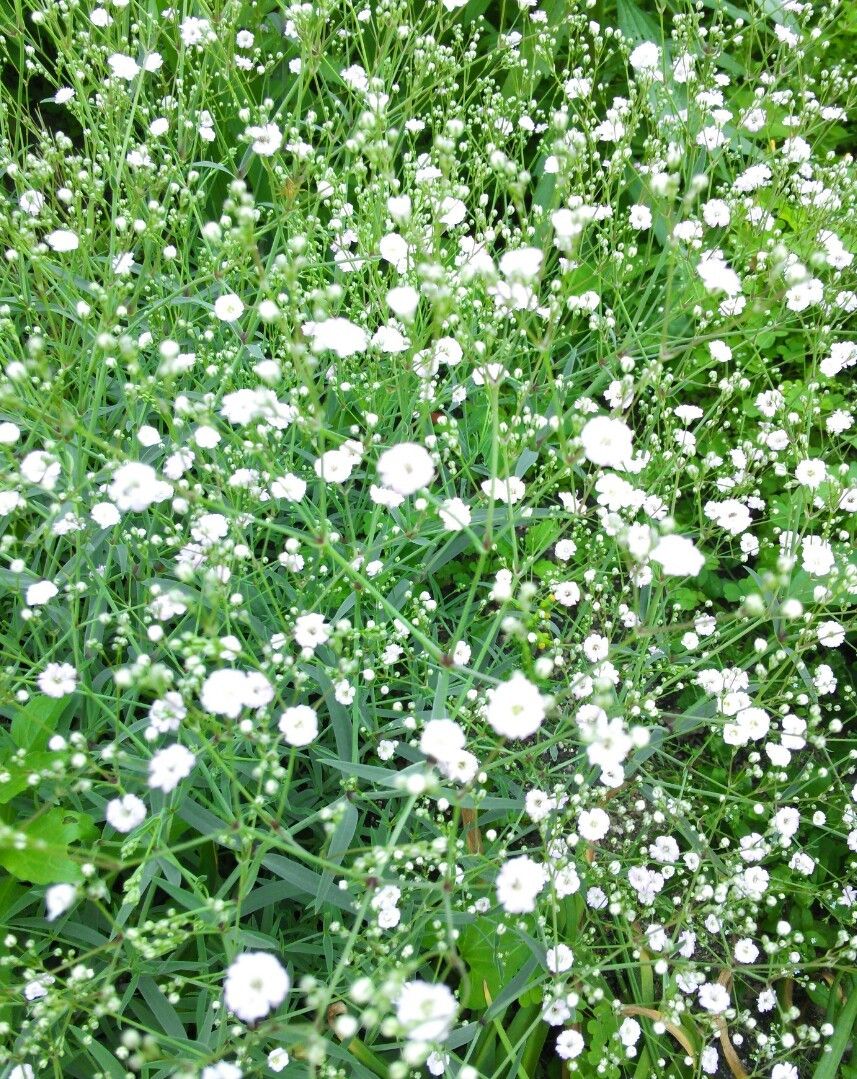 今日の花