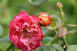 素晴らしい薔薇　3種