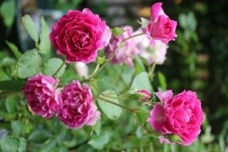 素晴らしい薔薇　3種