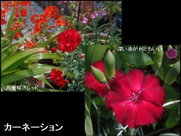 嬉しい新発見。今日の花だより