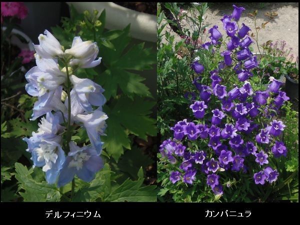 嬉しい新発見。今日の花だより