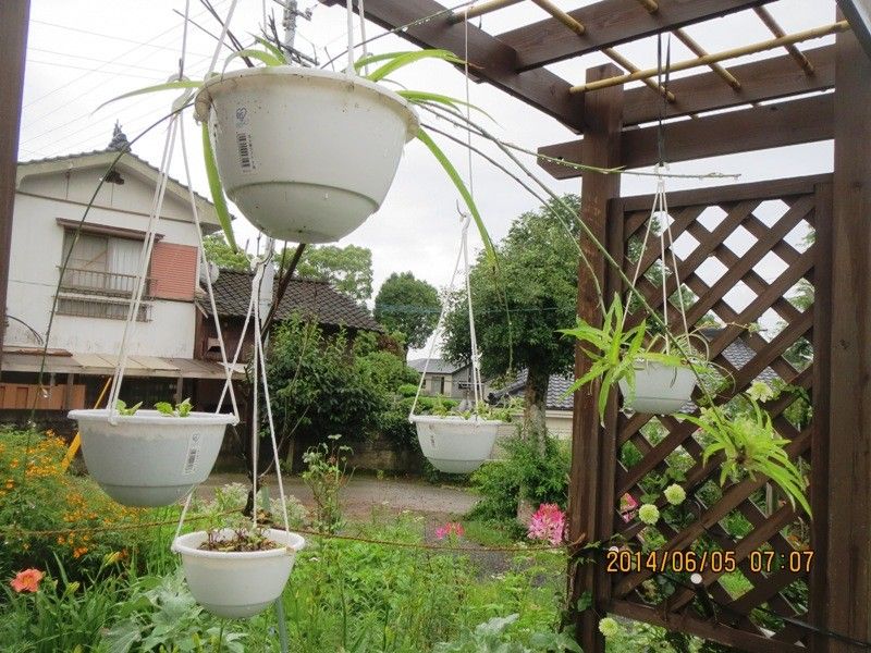 6月生まれなので紫陽花大好き