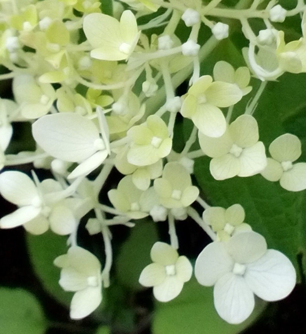 変わり紫陽花、スイートサマー