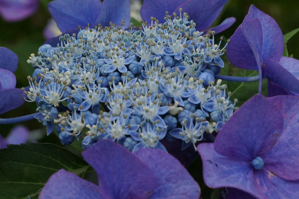 公園の紫陽花