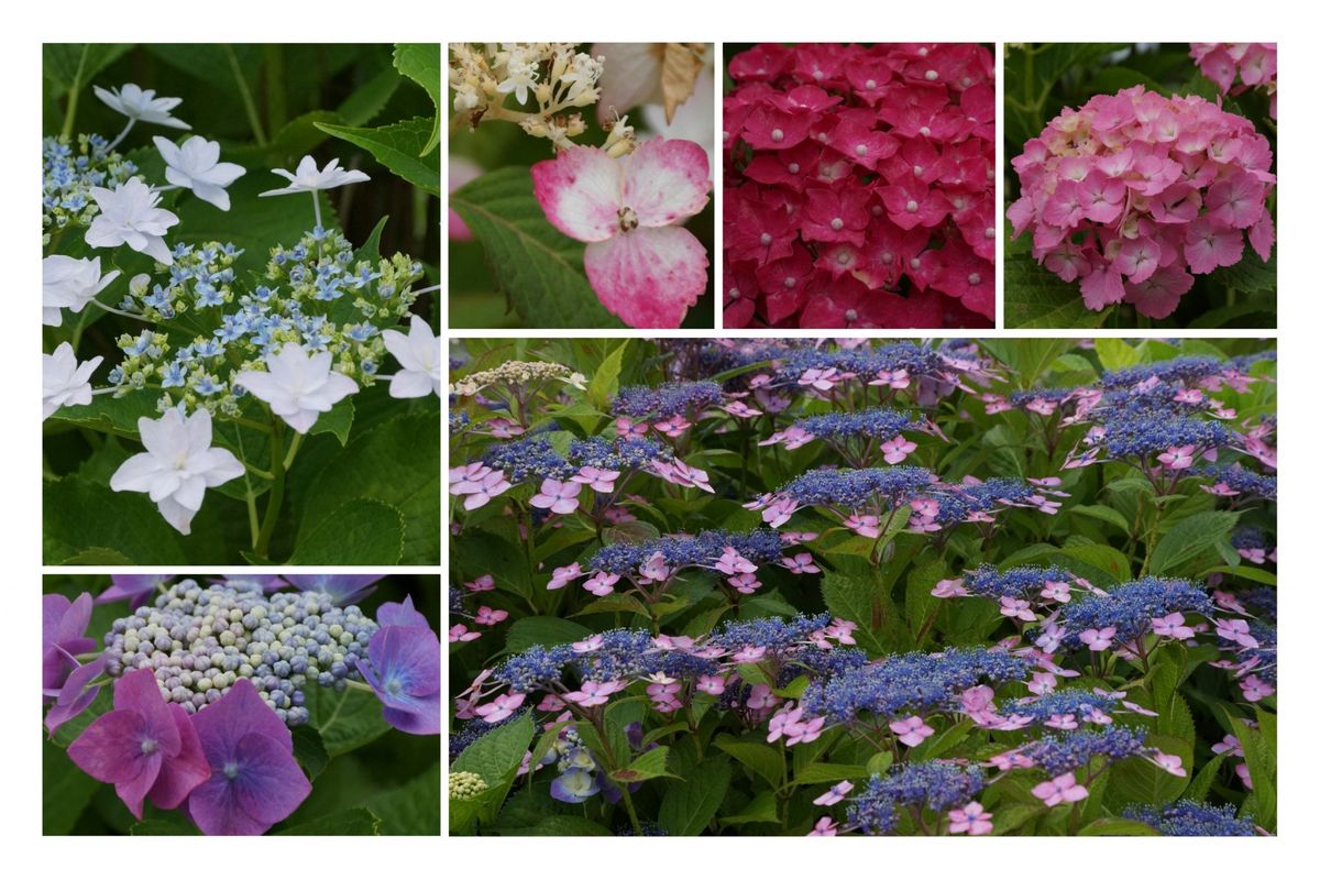 公園の紫陽花