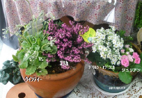 室内の花