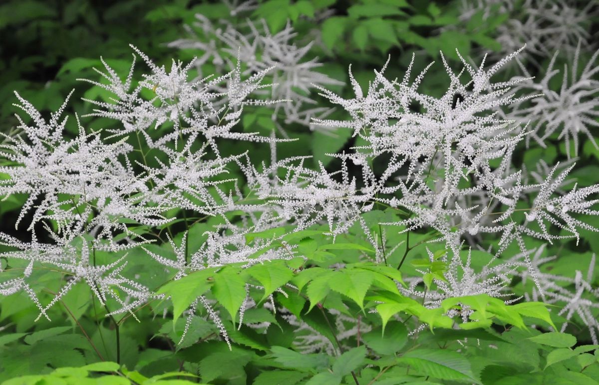 ガラシャの里の花