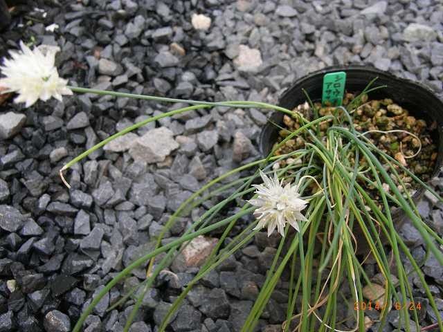 今年の野草２１