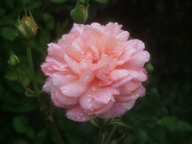 雨に濡れたバラ①