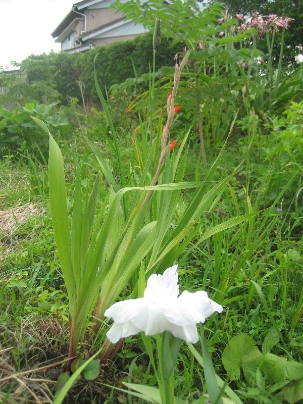 草取りといっても、選ぶのが大変（汗）