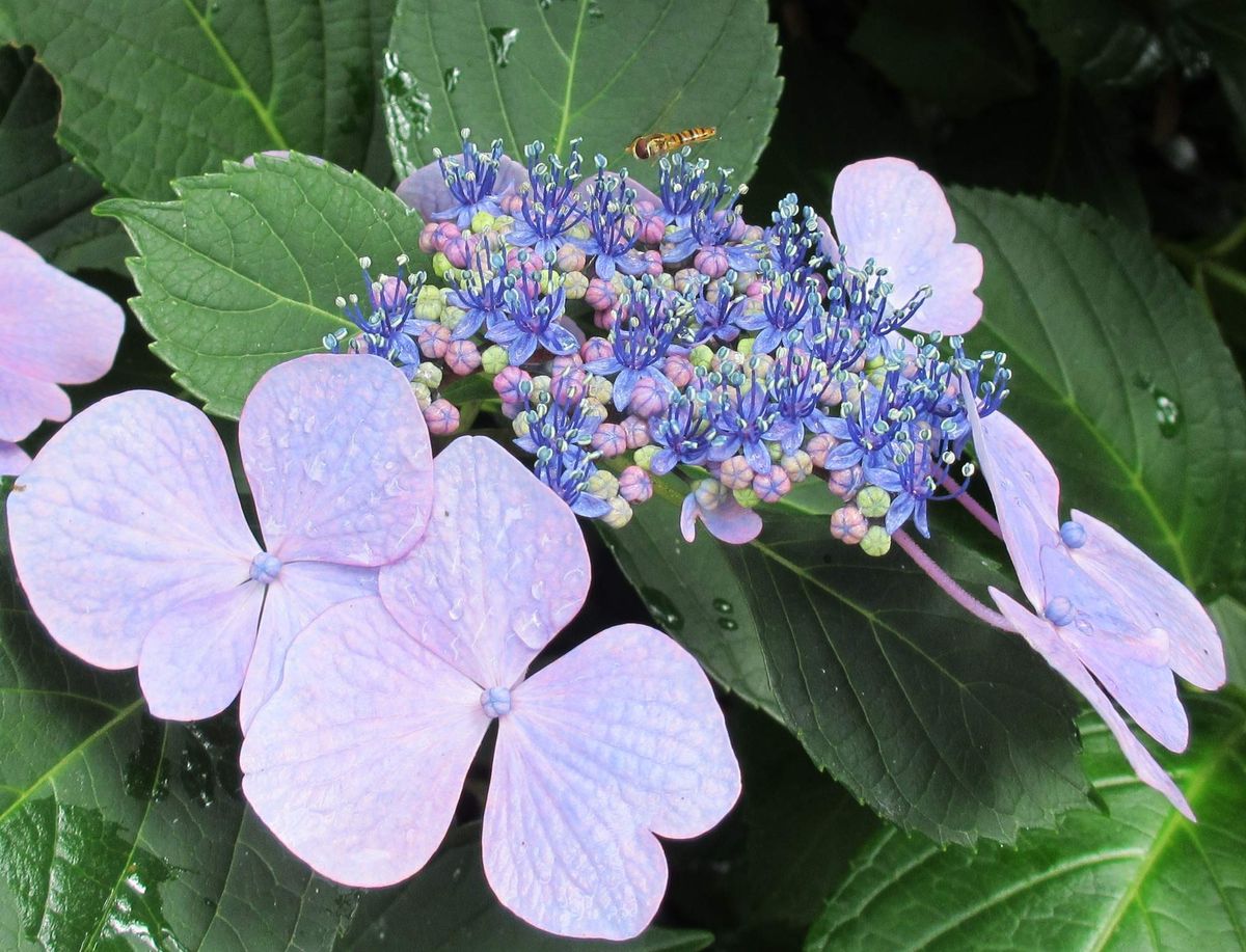 紫陽花見物①