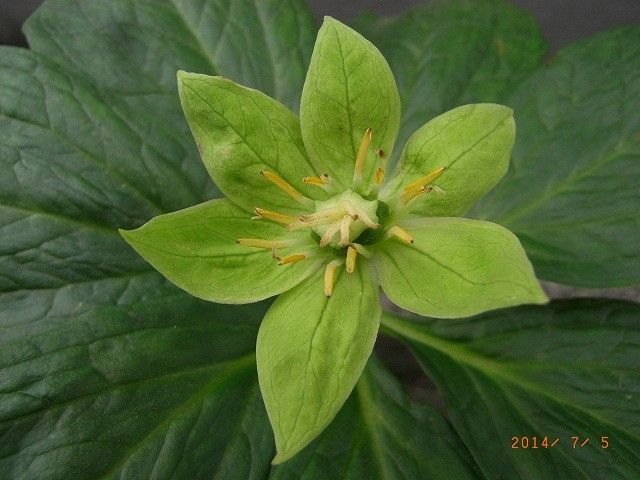 今年の野草２７