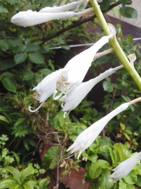 黄金富士羅紗の花