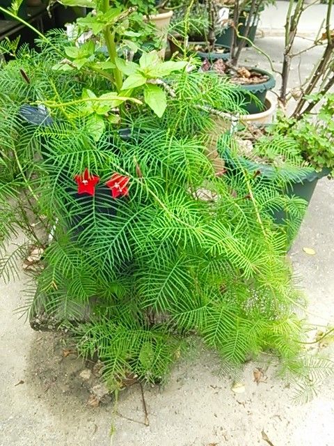 今日の花