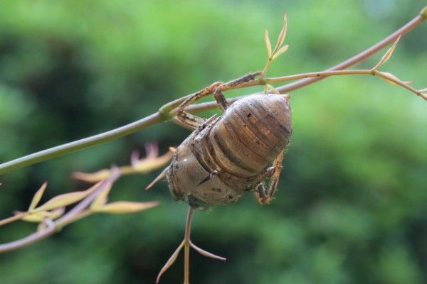 開き始めたムカデラン（注）虫の画像もあるよ