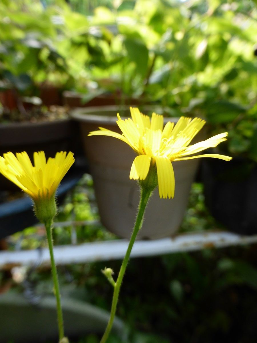 今朝の花束。