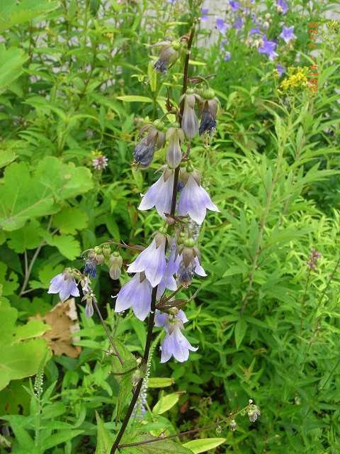 今年の野草３０