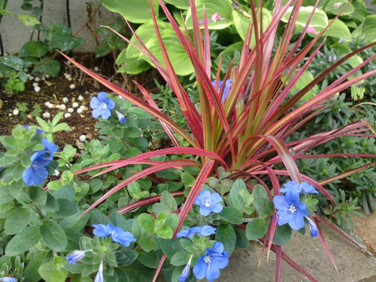 夏のお花。母上様編