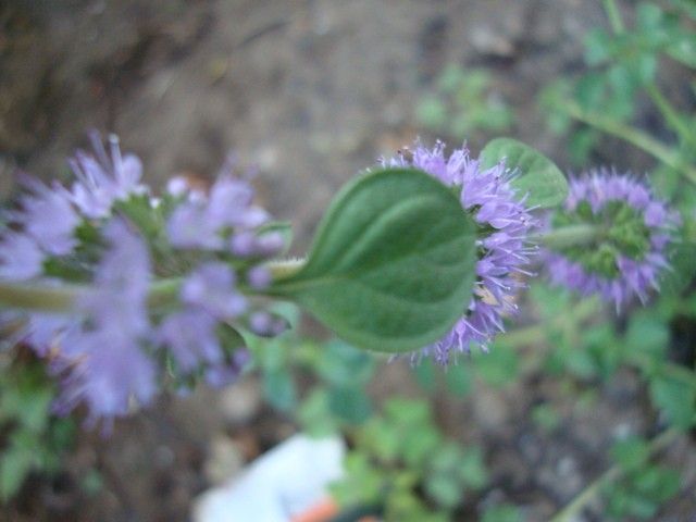 メインガーデンのお花たち