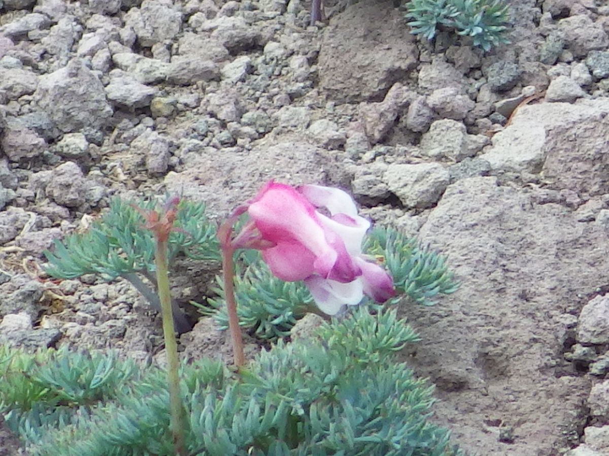 池の平の花々☆２