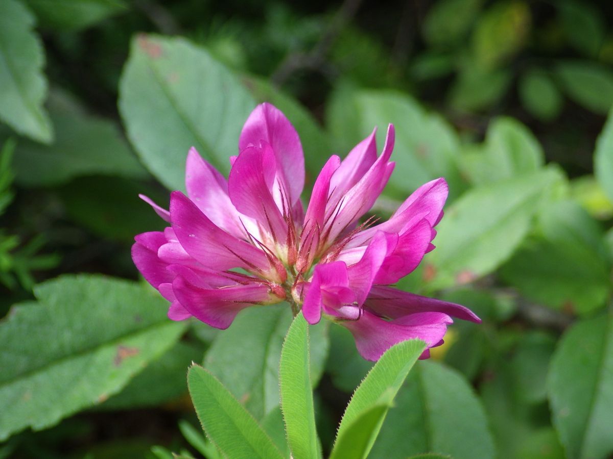 池の平の花々☆２