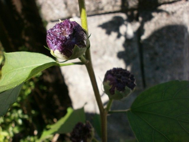 ムクゲ　紫玉の開花