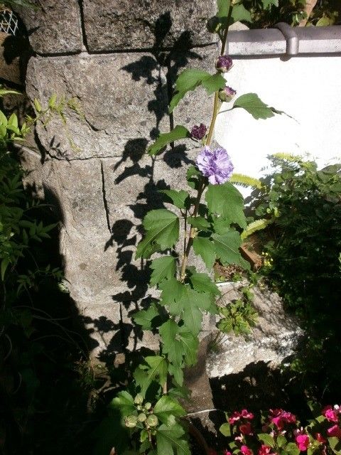 ムクゲ　紫玉の開花