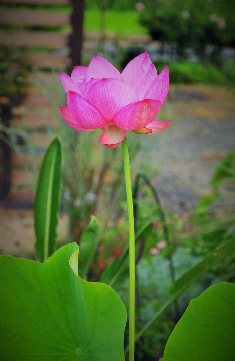 蓮やっと開花しました