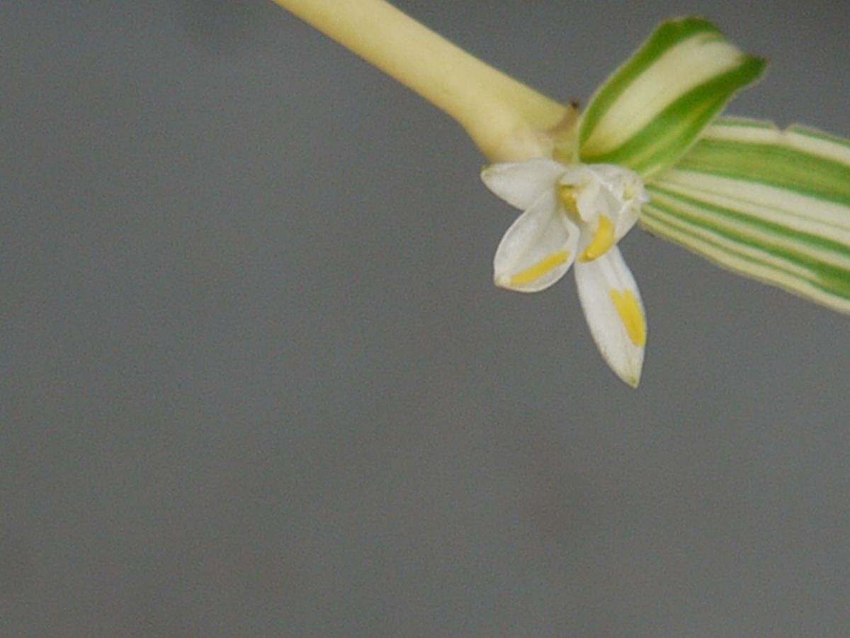 オリヅルランのお花が咲いたよ。