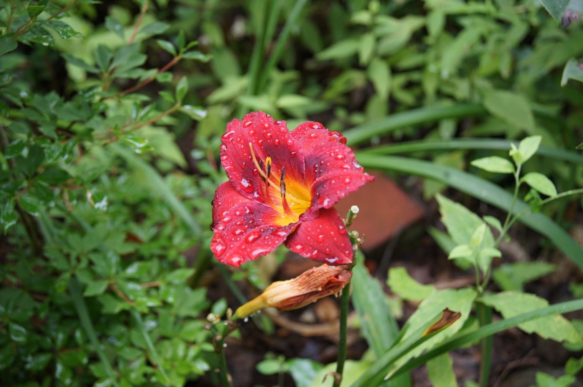 8月の花