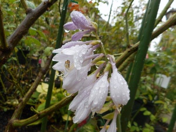 雨に濡れて③