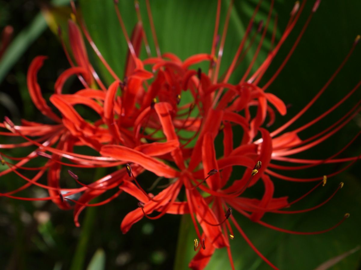 今年の曼珠沙華。