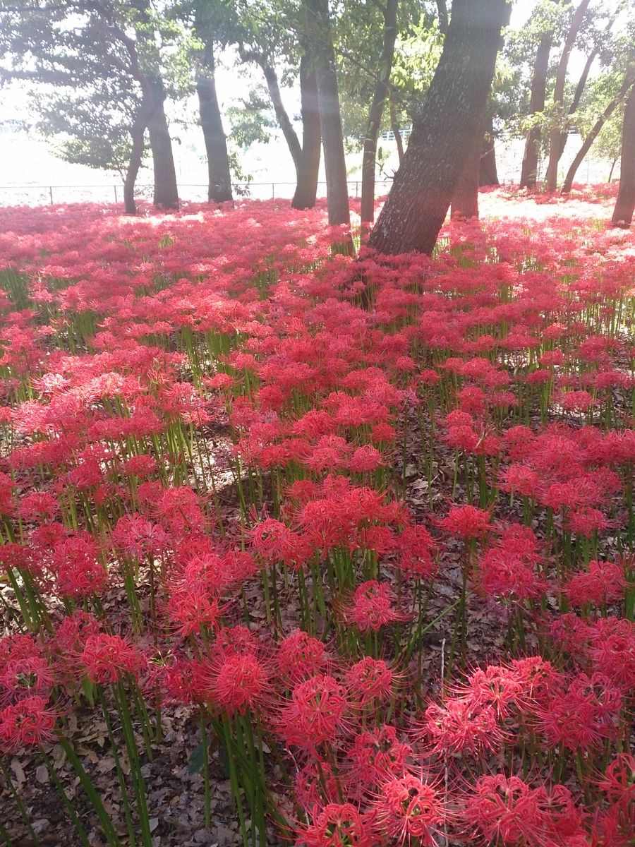 彼岸花会場はこちら→