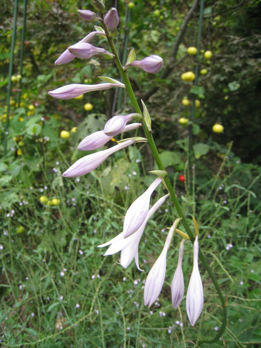 パッションフルーツ開花と質問