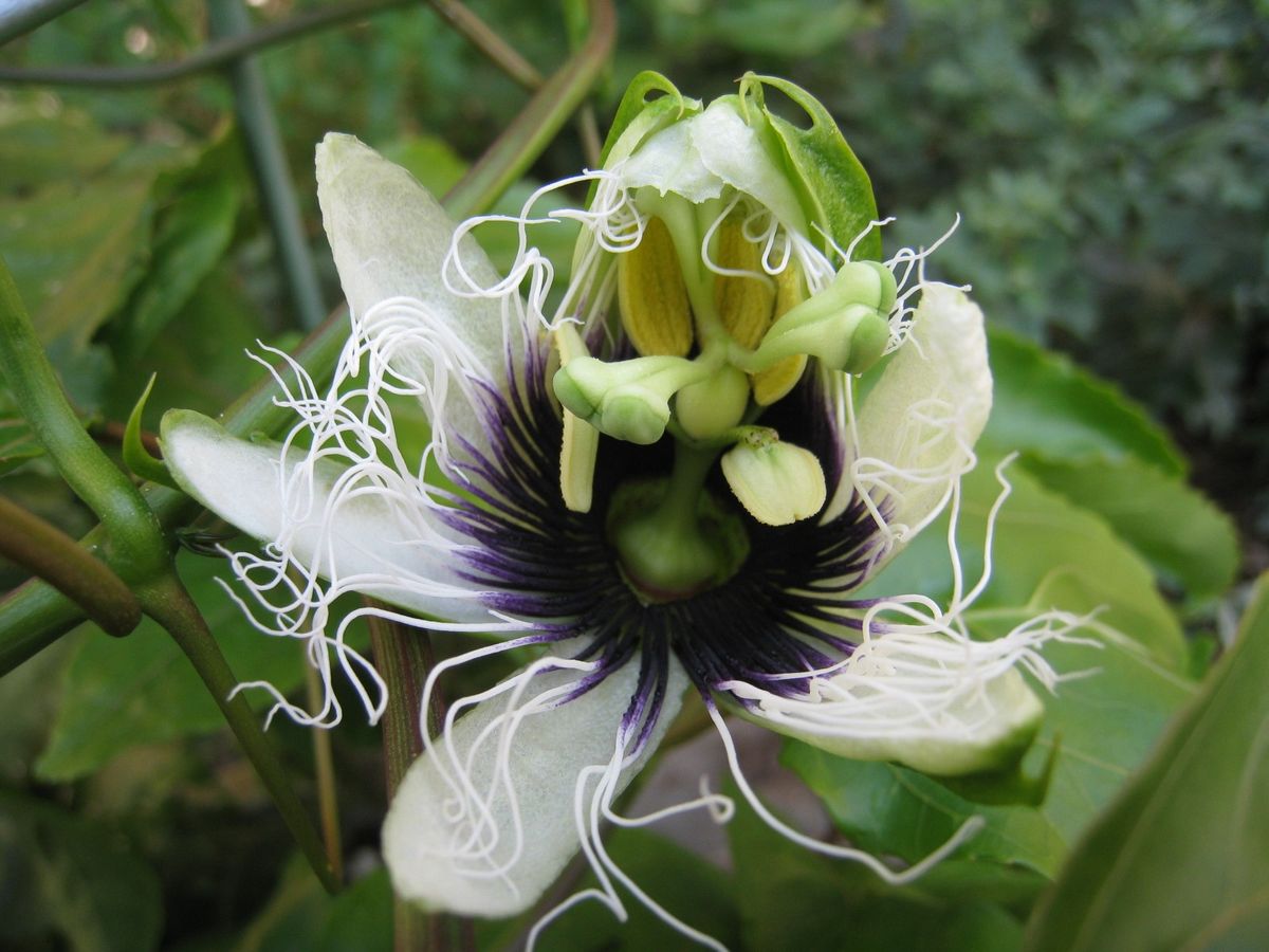 パッションフルーツの開花劇