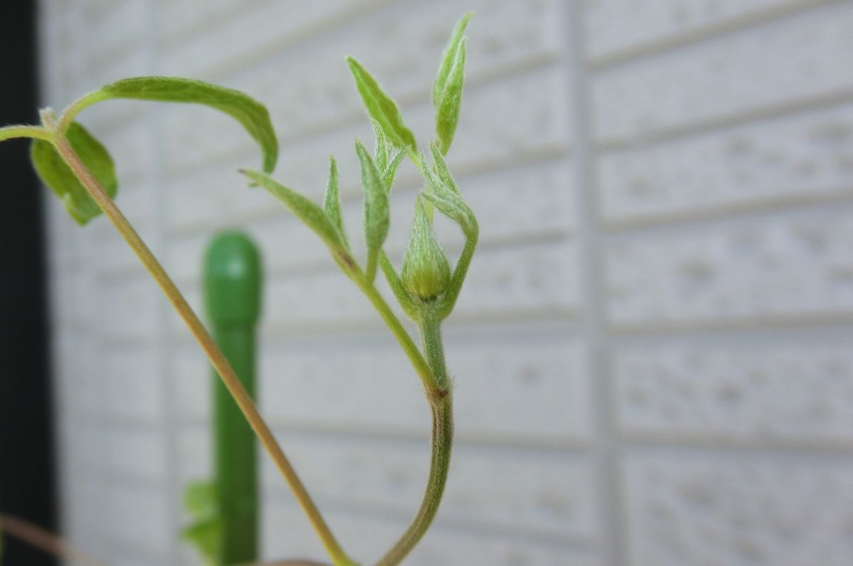 色々なお花たち